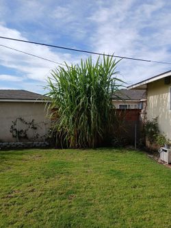 Sugar Cane