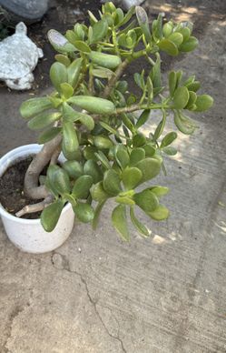 Jade Plant 