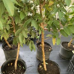 Pink Guava Plant - 4 to 5 yrs old grafted fruit - 
