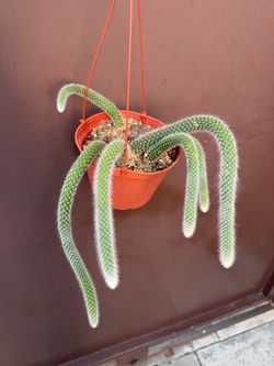 6” monkey tail cactus