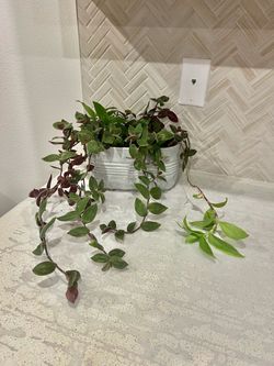Tradescantia spathacea