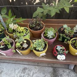 Succulents 
