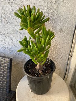 1 Gallon Pot Succulent Plant - Crassula Ovata  - Gollum ET's Fingers Jade - Rooted & Established - Drought Resistant 🪴