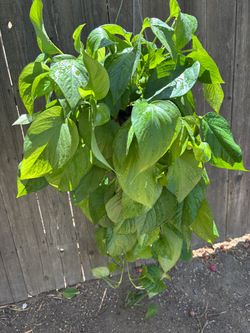 Jade Pothos, $25