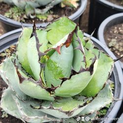 Agave titanota 'Black and Blue'
