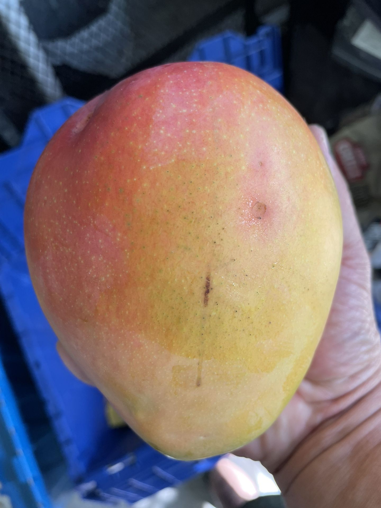 Mango! Mango!! Mango!!! for Sale in Orlando, FL OfferUp