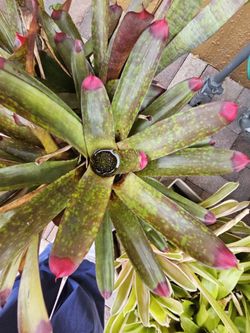 Bromeliad 