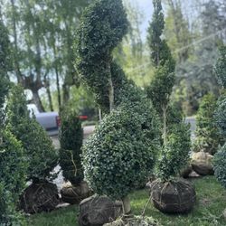 Spiral Topiary Tree