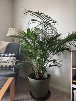 Beloved In house plants