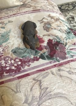 Sandicast pincher red