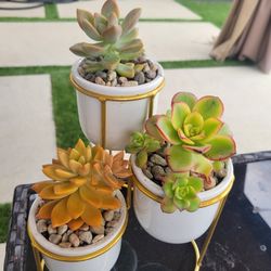 Succulents 
