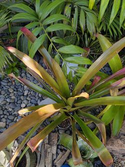 Aechmea Rasberry
