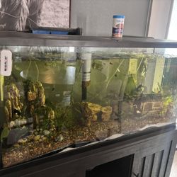 Fish Tank
