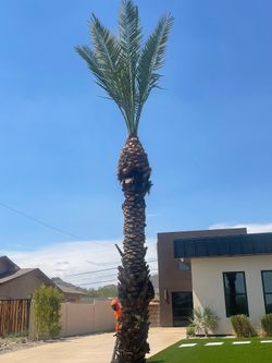 Palm trees
