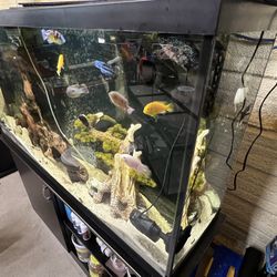 60 Gallon Tank Plus Stand And Filter 