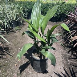 Aspidistra