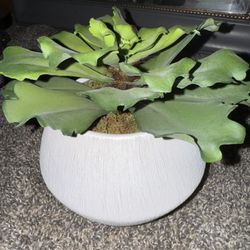 Fake Plant 