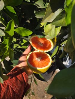 $255 mature Cara Cara orange trees 🍊 with lots of fruit. Pick up in Temecula, CA 92591