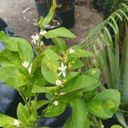 arboles de limones verdes y amarillos del grande con frutos el precio baria en piensan de 25 a45