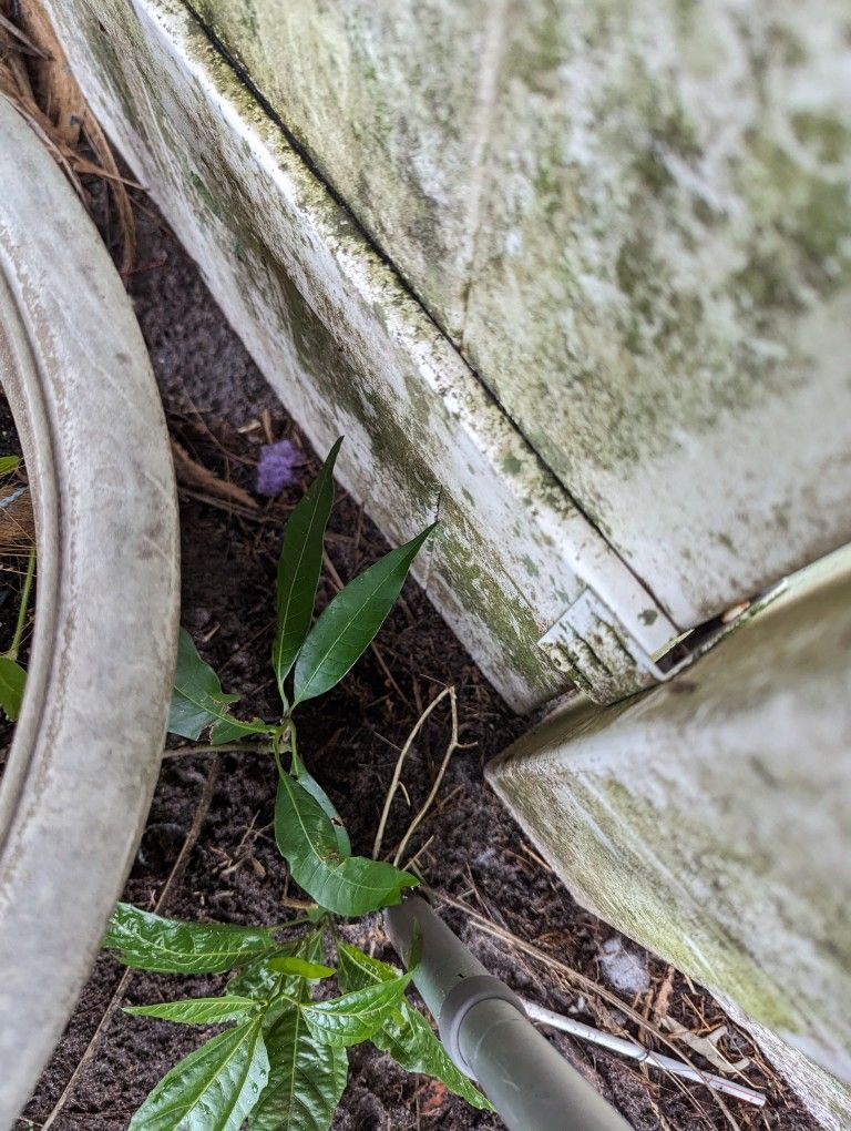 Small Juicy Mango 🥠Plant