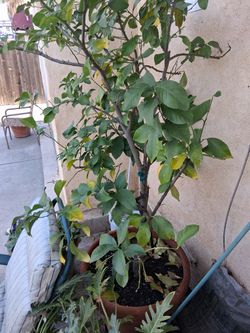 Arbol De Limon Grande