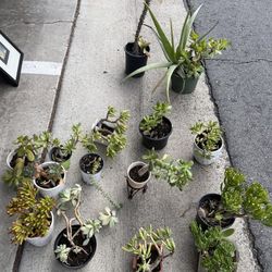 Plants 3 Dollars Each