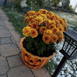 Pumpkin Flower Pot