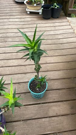 Climbing Aloe