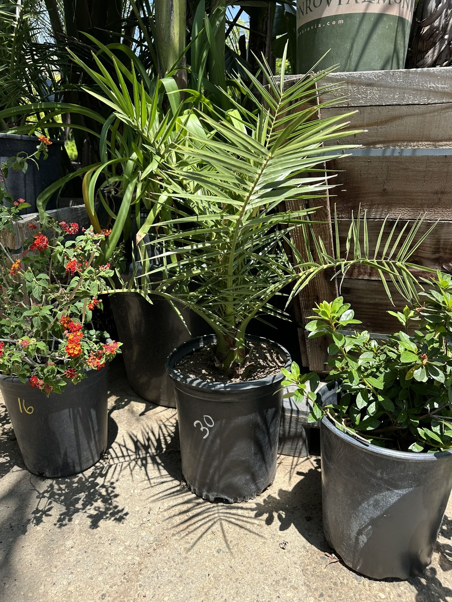 Canary Date Palm Tree