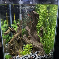 Ready to go 10 gallon tank