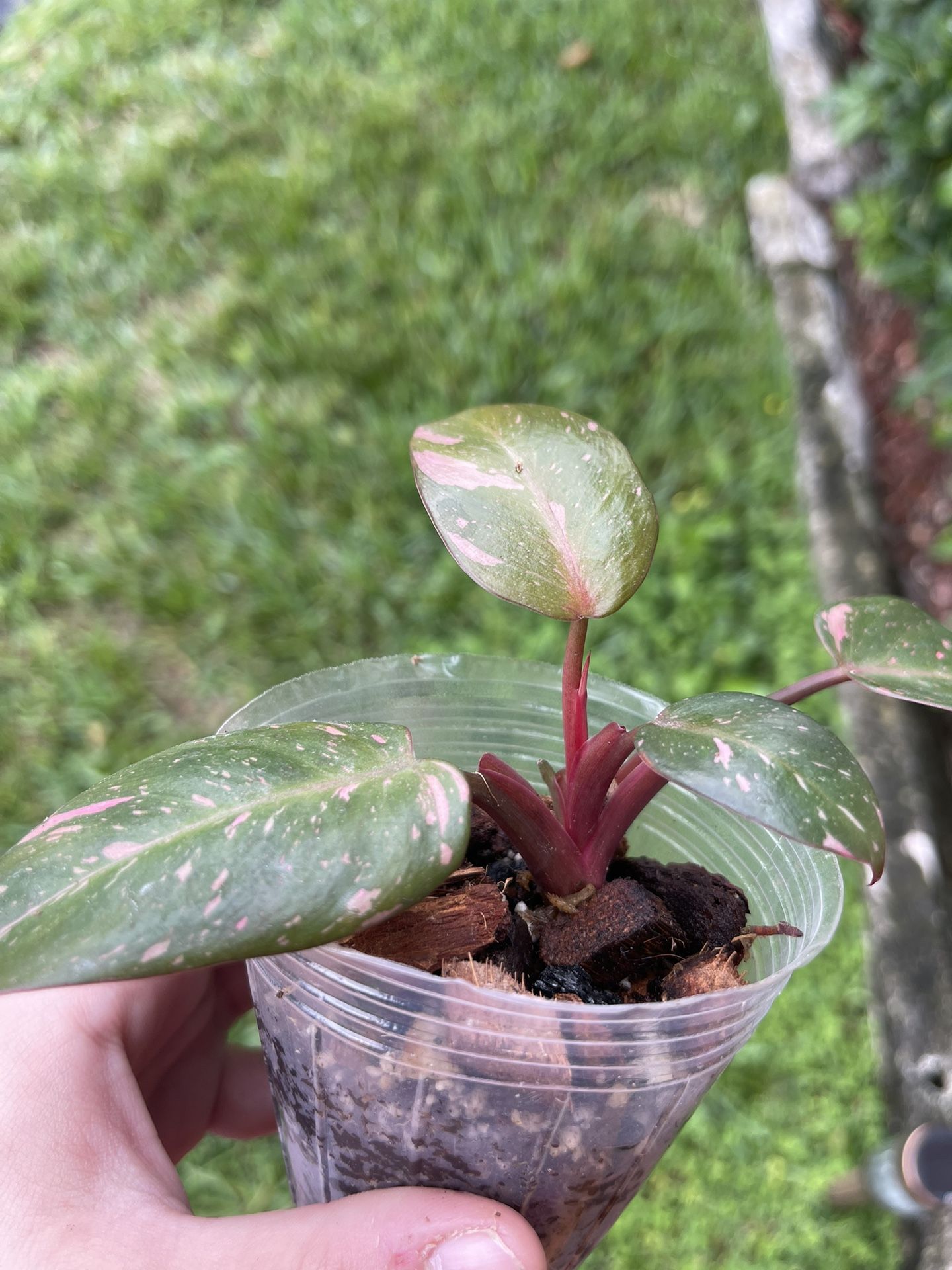 Philodendron Cotton Candy for Sale in Pompano Beach, FL - OfferUp