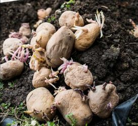 free sprouted potatoe seeds ready to plant