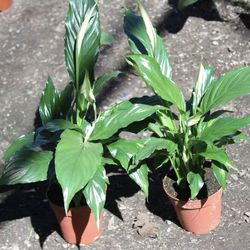 4” peace lily