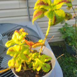 Coleus Plants 