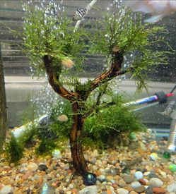 Christmas moss tree decorations for aquarium