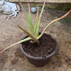Aloe Vera Plant