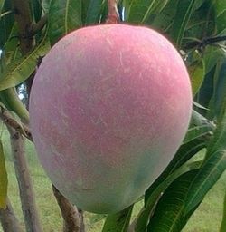 Kent Mango Tree