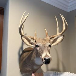 Deer Heads
