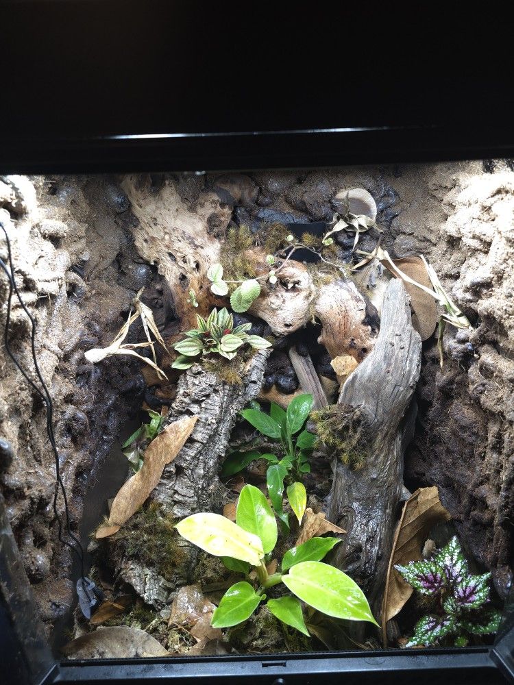 18X18X24 Bioactive Terrarium