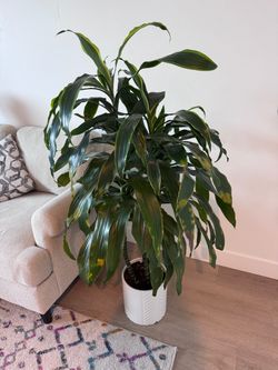 Dracaena/ corn plant