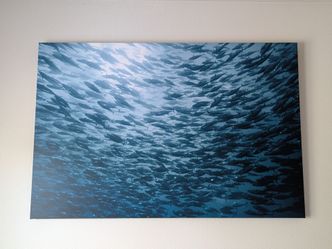 Tuna canvas