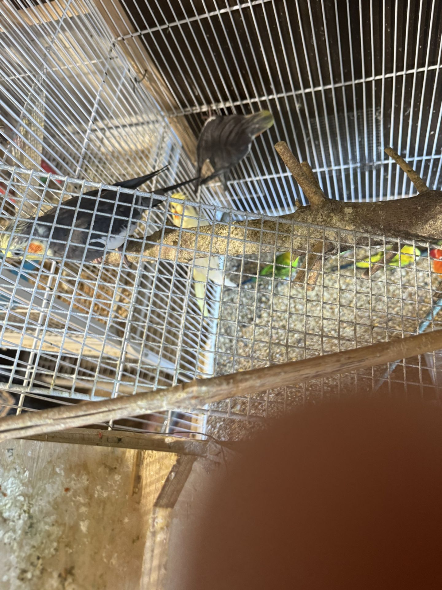 Cage , parakeets and cockatoos