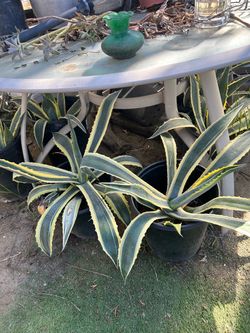 GREAT BEAUTIFUL ALOE DESMETIANA (6)