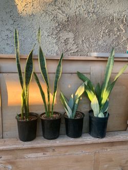 Snake Plants in Black Nursery Pots