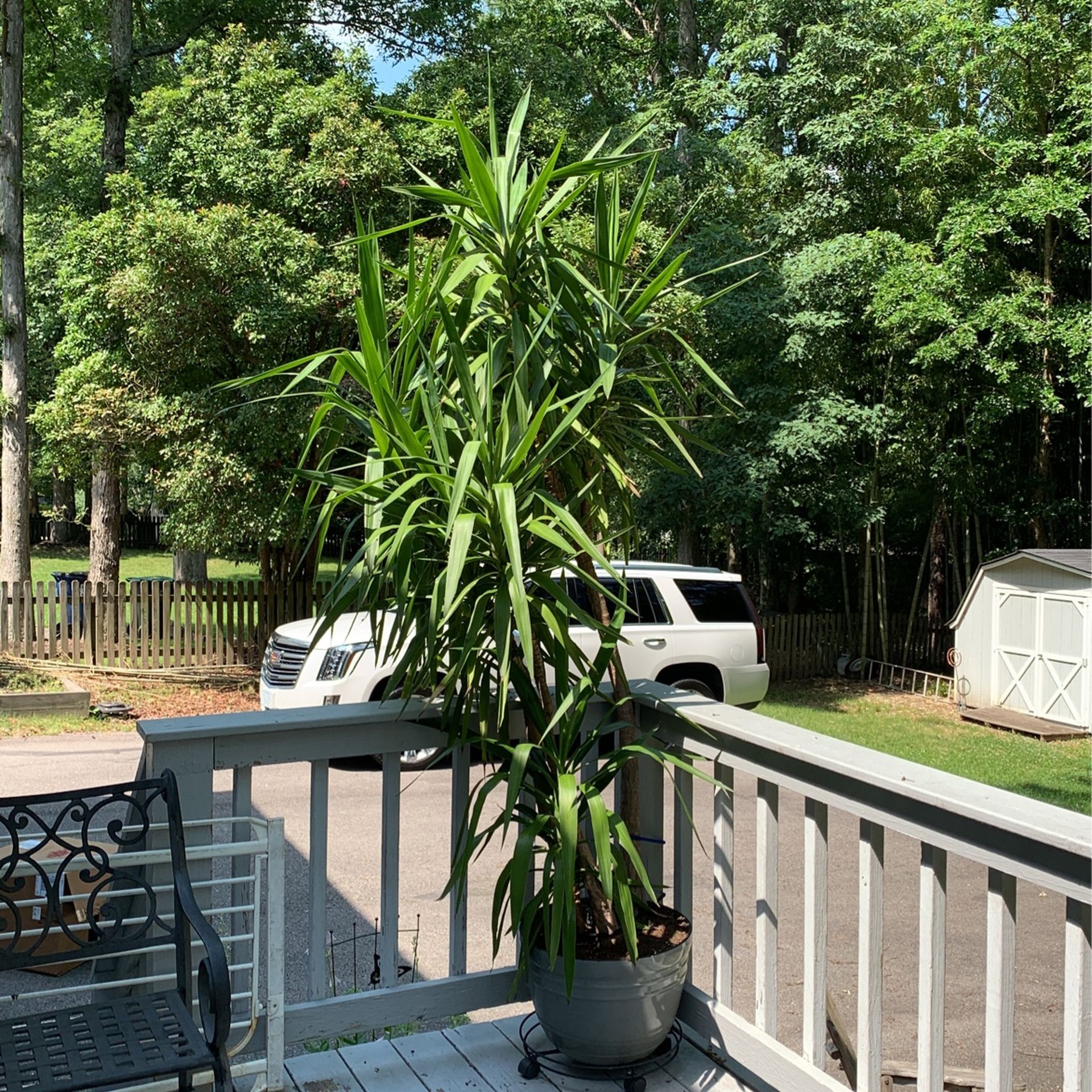 Majestic Live Dracena Palm 