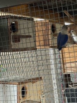 Cage