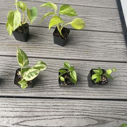 Small plants And Cuttings 
