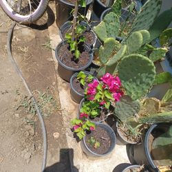 Bugambilias 