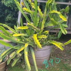 Variety Of Plants And Trees