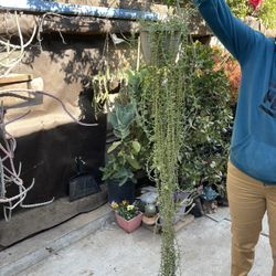 Dolphin  Plant And Other 2 Plants On One . Asking $25